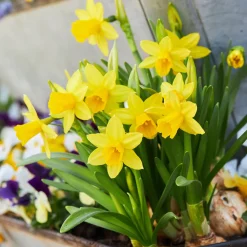 10 Mini-narcisses Tête à Tête - Le jaune qui lance le printemps