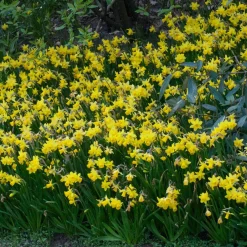10 Mini-narcisses Tête à Tête - Le jaune qui lance le printemps