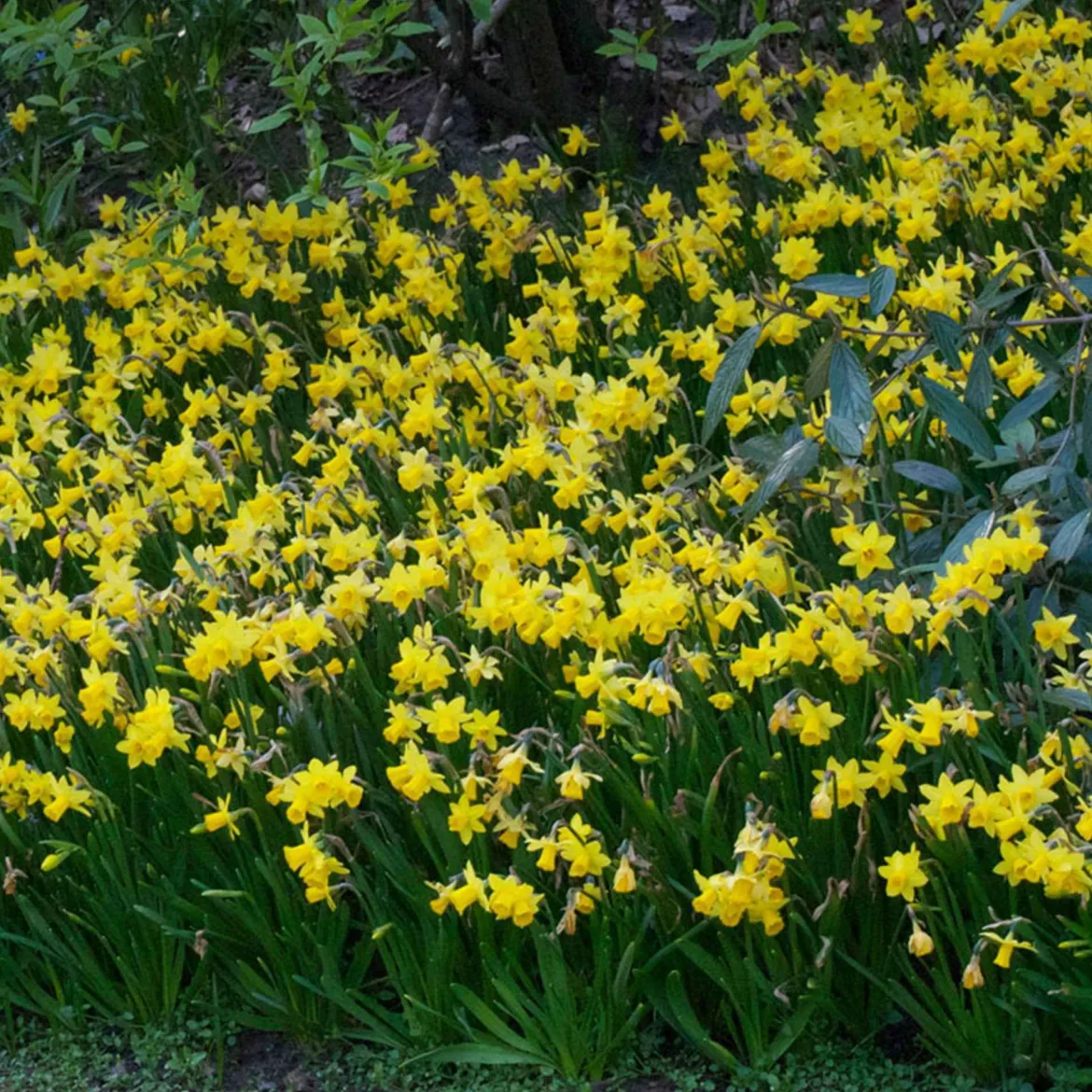 10 Mini-narcisses Tête à Tête - Le jaune qui lance le printemps