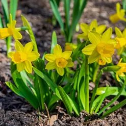10 Mini-narcisses Tête à Tête - Le jaune qui lance le printemps