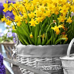 10 Mini-narcisses Tête à Tête - Le jaune qui lance le printemps