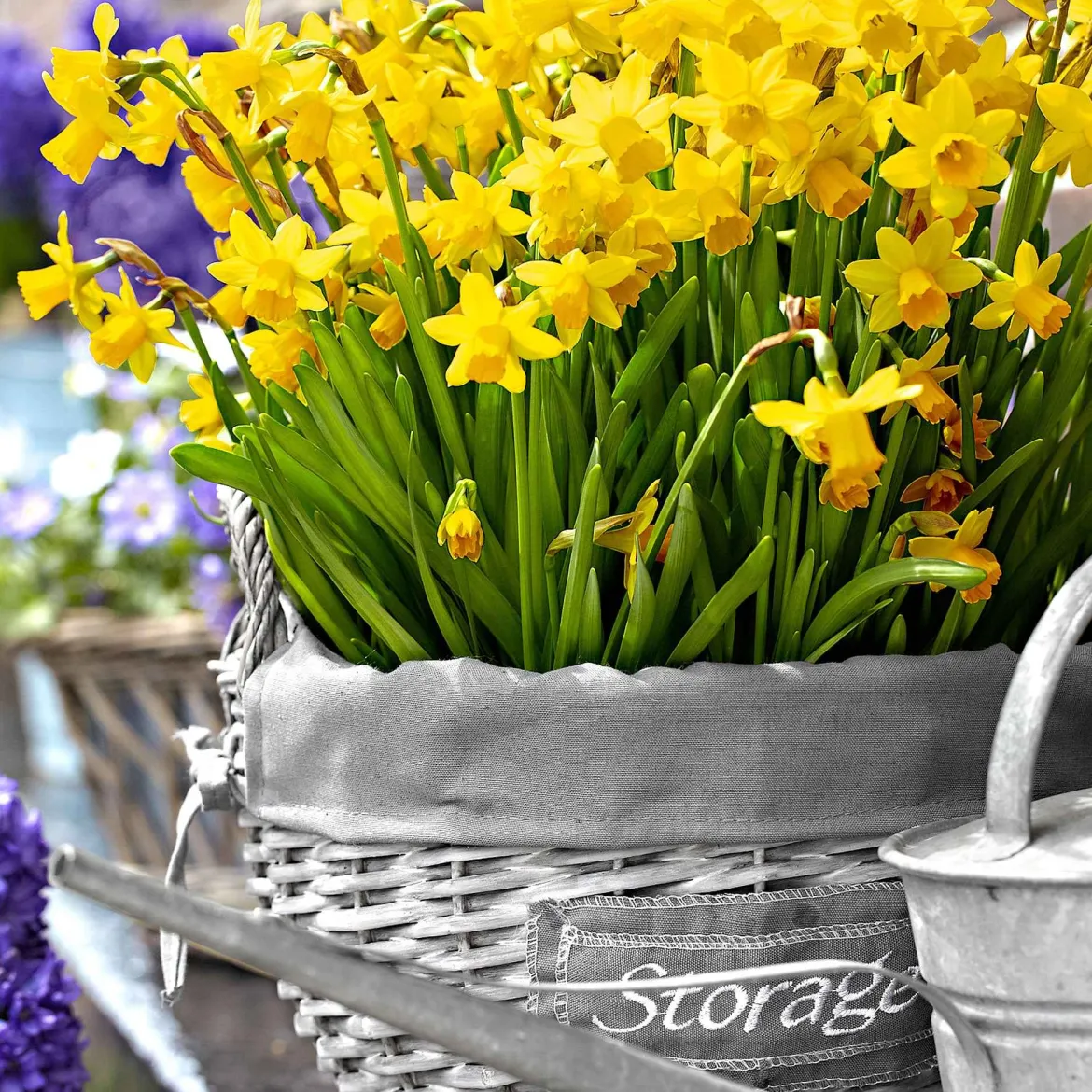 10 Mini-narcisses Tête à Tête - Le jaune qui lance le printemps