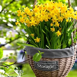 10 Mini-narcisses Tête à Tête - Le jaune qui lance le printemps