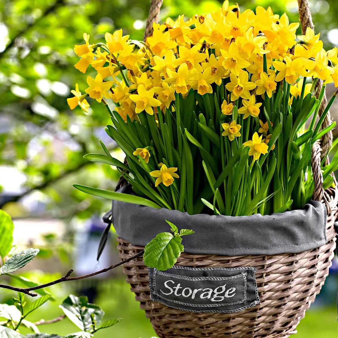 10 Mini-narcisses Tête à Tête - Le jaune qui lance le printemps