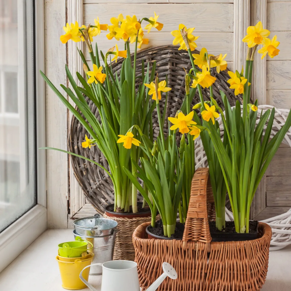 10 Mini-narcisses Tête à Tête - Le jaune qui lance le printemps