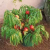 Mini-nectarine Morton - Des nectarines sur le balcon