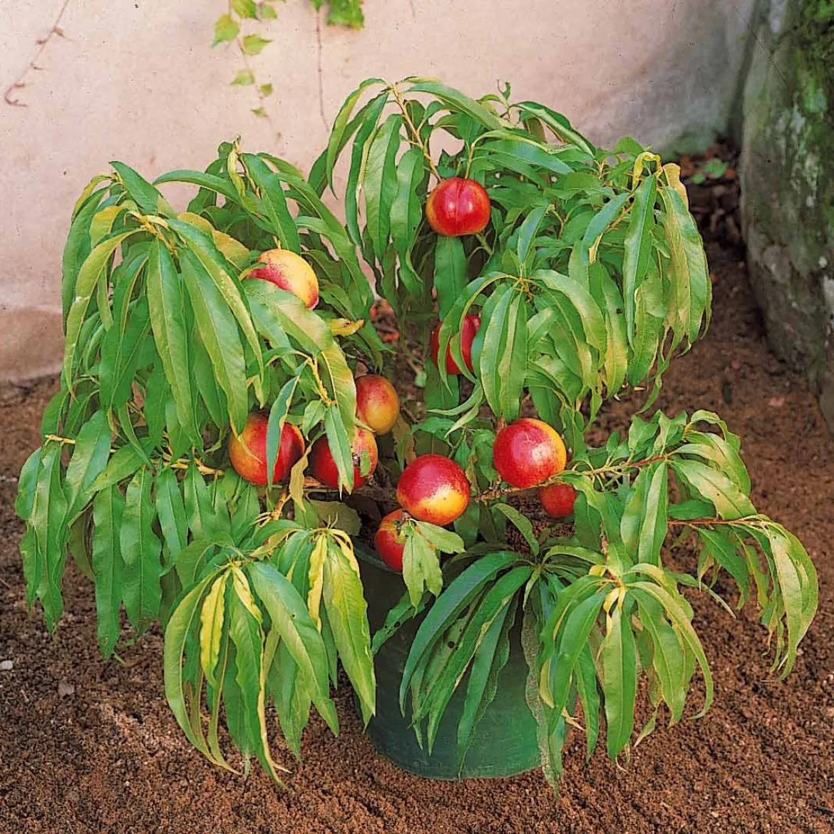 Mini-nectarine Morton - Des nectarines sur le balcon