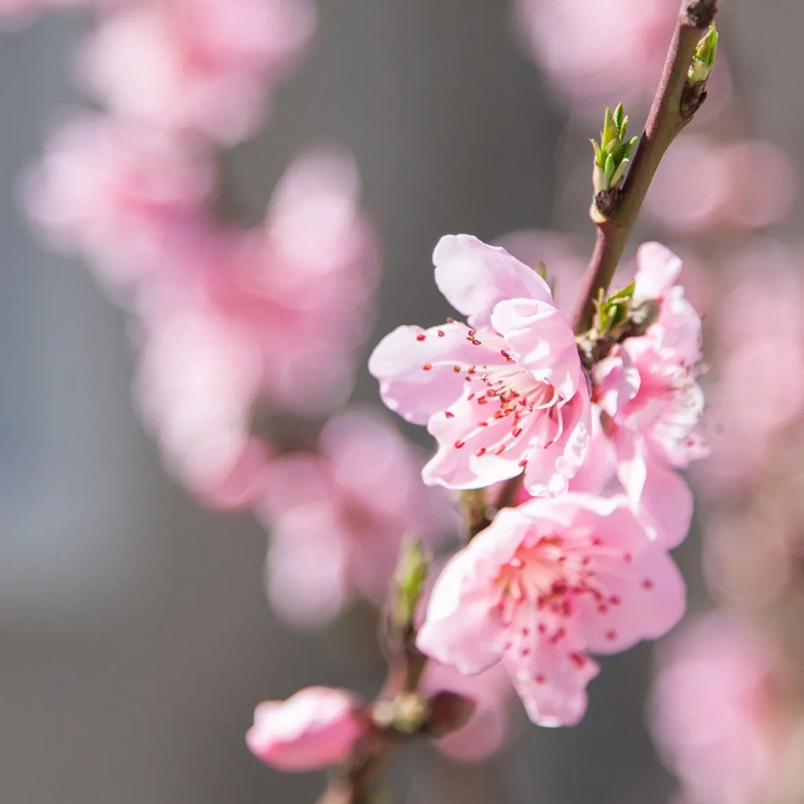 Mini-nectarine Morton - Des nectarines sur le balcon
