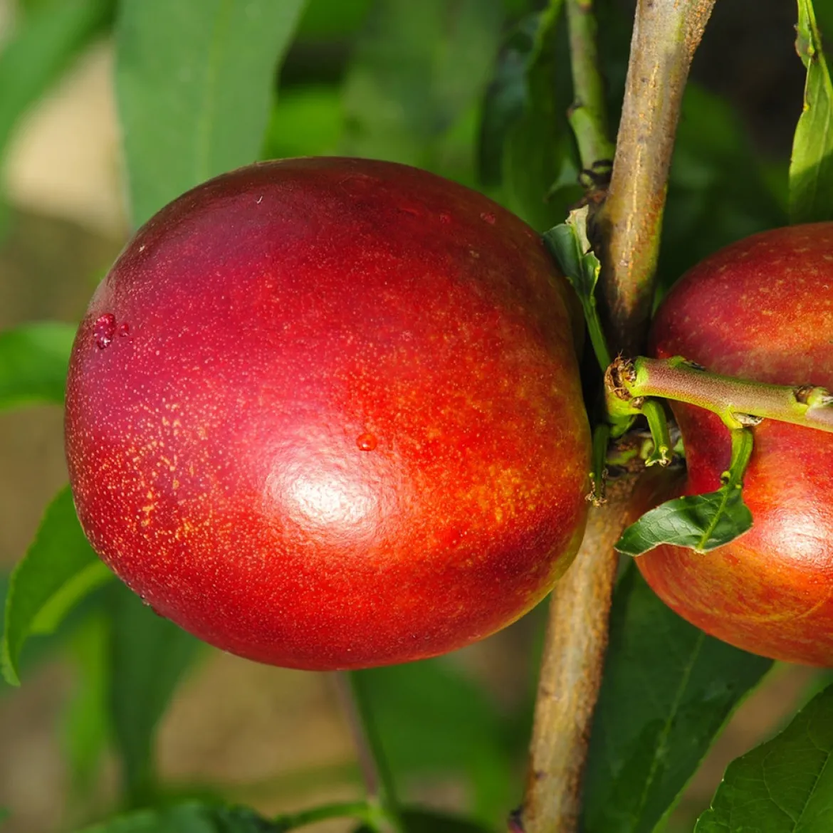 Mini-nectarine Morton - Des nectarines sur le balcon