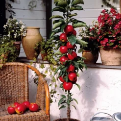 Mini-pommier Braeburn - Vos pommes sur le balcon