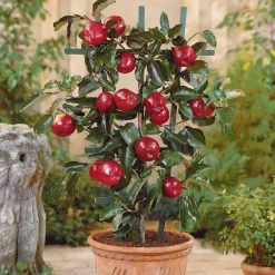 Mini-pommier Braeburn - Vos pommes sur le balcon
