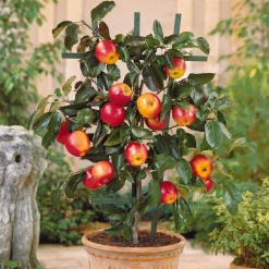Mini-pommier Gala - Vos pommes sur le balcon