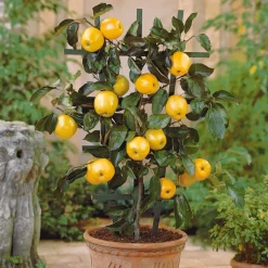 Mini-pommier Golden Delicious - Vos pommes sur le balcon