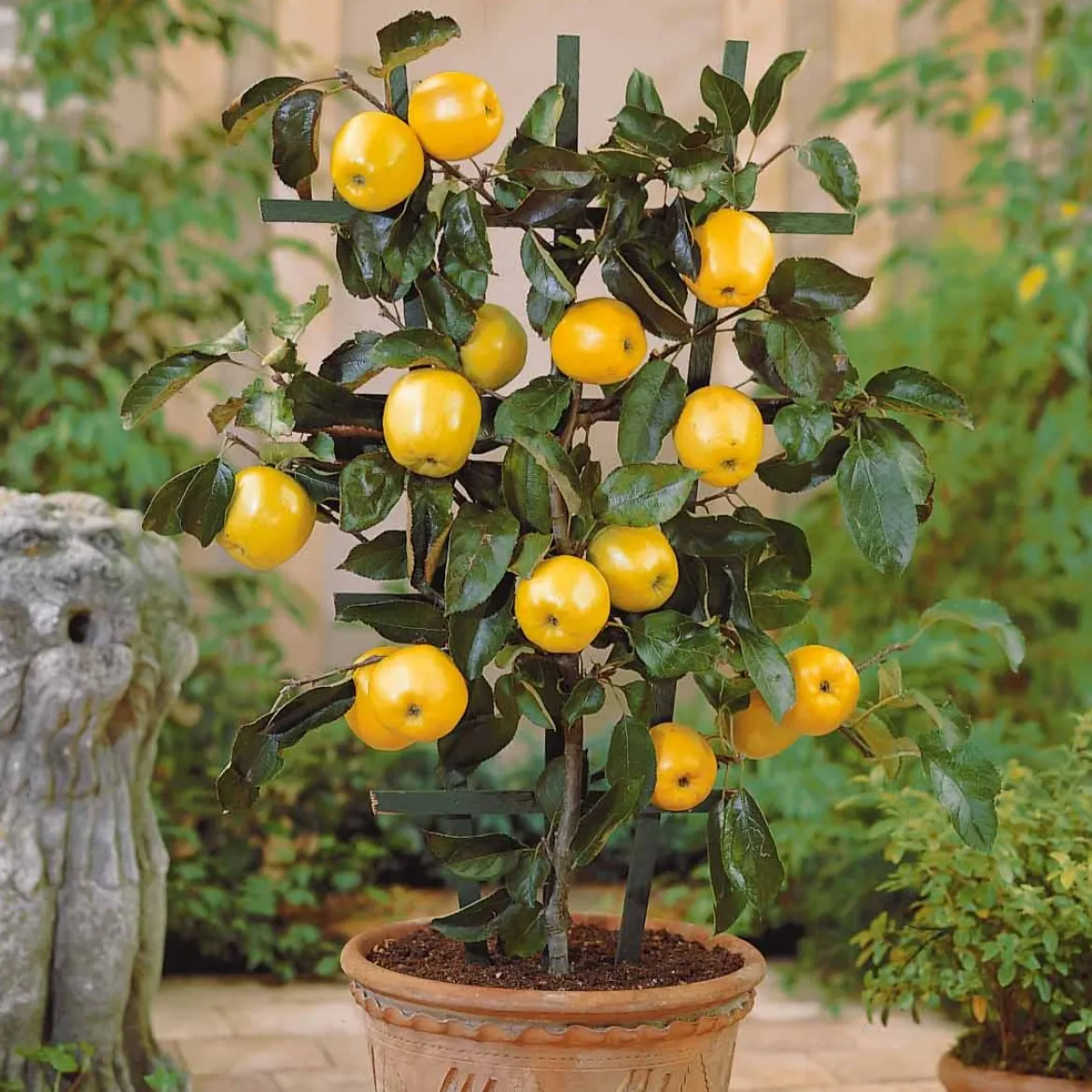 Mini pommier Golden Yellow Spur - Des pommes même sur un balcon
