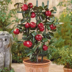 Mini pommier Red Spur Delicious - Vos pommes sur le balcon