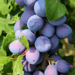 Mini Prunier Black Amber - Des prunes chez vous en pot