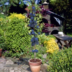 Mini Prunier Black Amber - Des prunes chez vous en pot
