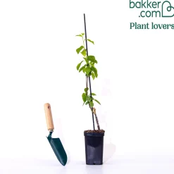 Mini Prunier Black Amber - Des prunes chez vous en pot