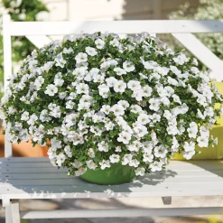 Mini-pétunia blanches - Cascade blanche tout l'été