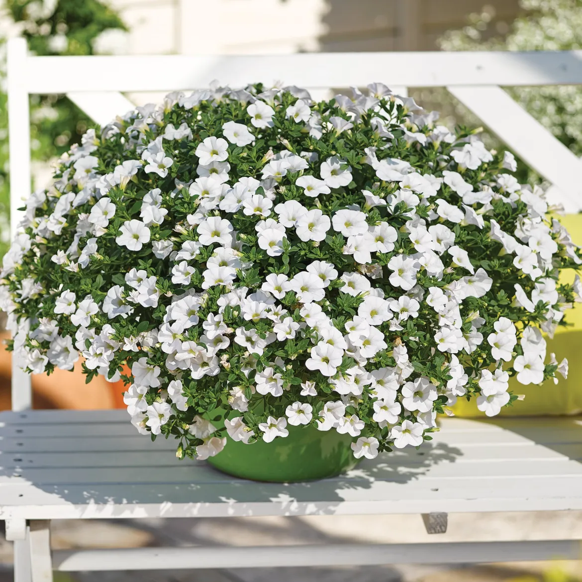 Mini-pétunia blanches - Cascade blanche tout l'été