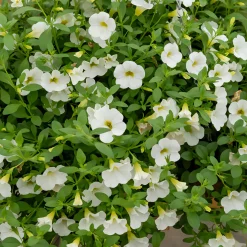 Mini-pétunia blanches - Cascade blanche tout l'été