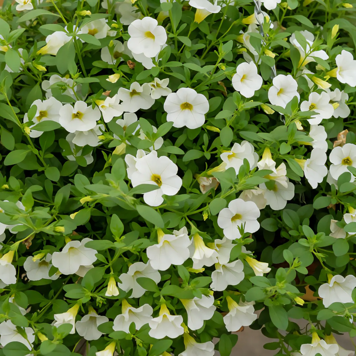 Mini-pétunia blanches - Cascade blanche tout l'été