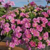 3 Mini-pétunia Double Loopy Rose - Cascade rose tout l'été