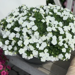 Mini-pétunia à fleurs doubles blanches - Cascade de fleurs tout l'été