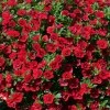 Mini-pétunia à fleurs doubles rouges - Une cascade rouge tout l'été
