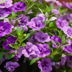 Mini-pétunia à fleurs doubles violettes - Cascade violette tout l'été