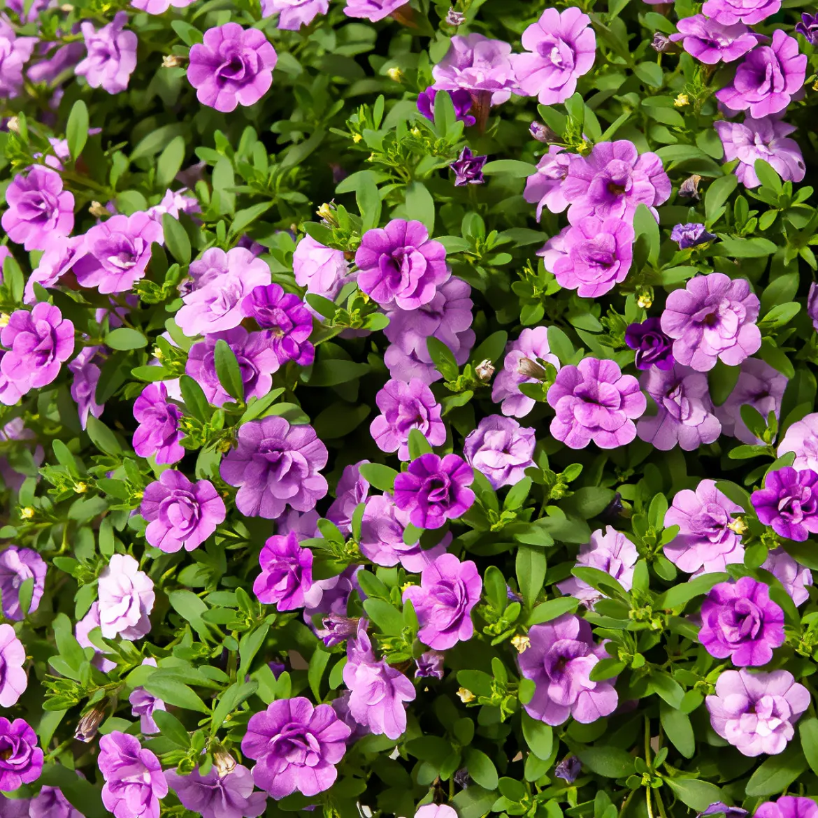 Mini-pétunia à fleurs doubles violettes - Cascade violette tout l'été