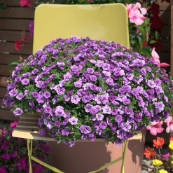 Mini-pétunia à fleurs doubles violettes - Cascade violette tout l'été