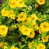 Mini-pétunia jaunes - Une cascade jaune tout l'été