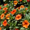Mini-pétunia oranges - Cascade orange tout l'été