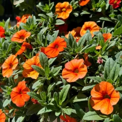 Mini-pétunia oranges - Cascade orange tout l'été