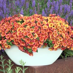 Mini-pétunia oranges - Cascade orange tout l'été