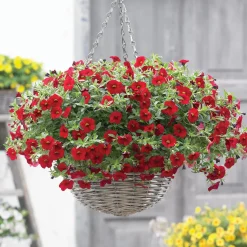 Mini-pétunia rouges - Cascade rouge tout l'été