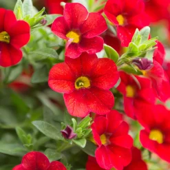Mini-pétunia rouges - Cascade rouge tout l'été