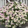 3 Mini-pétunias doubles pastel - Cascade de fleurs tout l'été