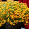 3 Mini-pétunias jaunes/rouges - Cascade de fleurs tout l'été