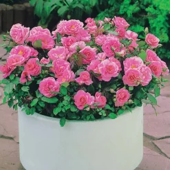 3 Mini-rosiers Randilla rose - Des roses tout l'été