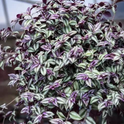 Misère rayée - Cascade colorée express