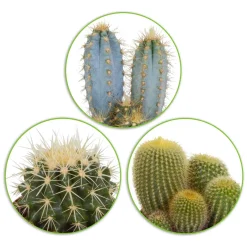Mélange de 3 cactus - 3 cactus, zéro contrainte