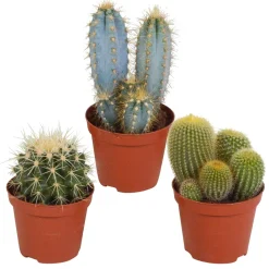 Mélange de 3 cactus - 3 cactus, zéro contrainte