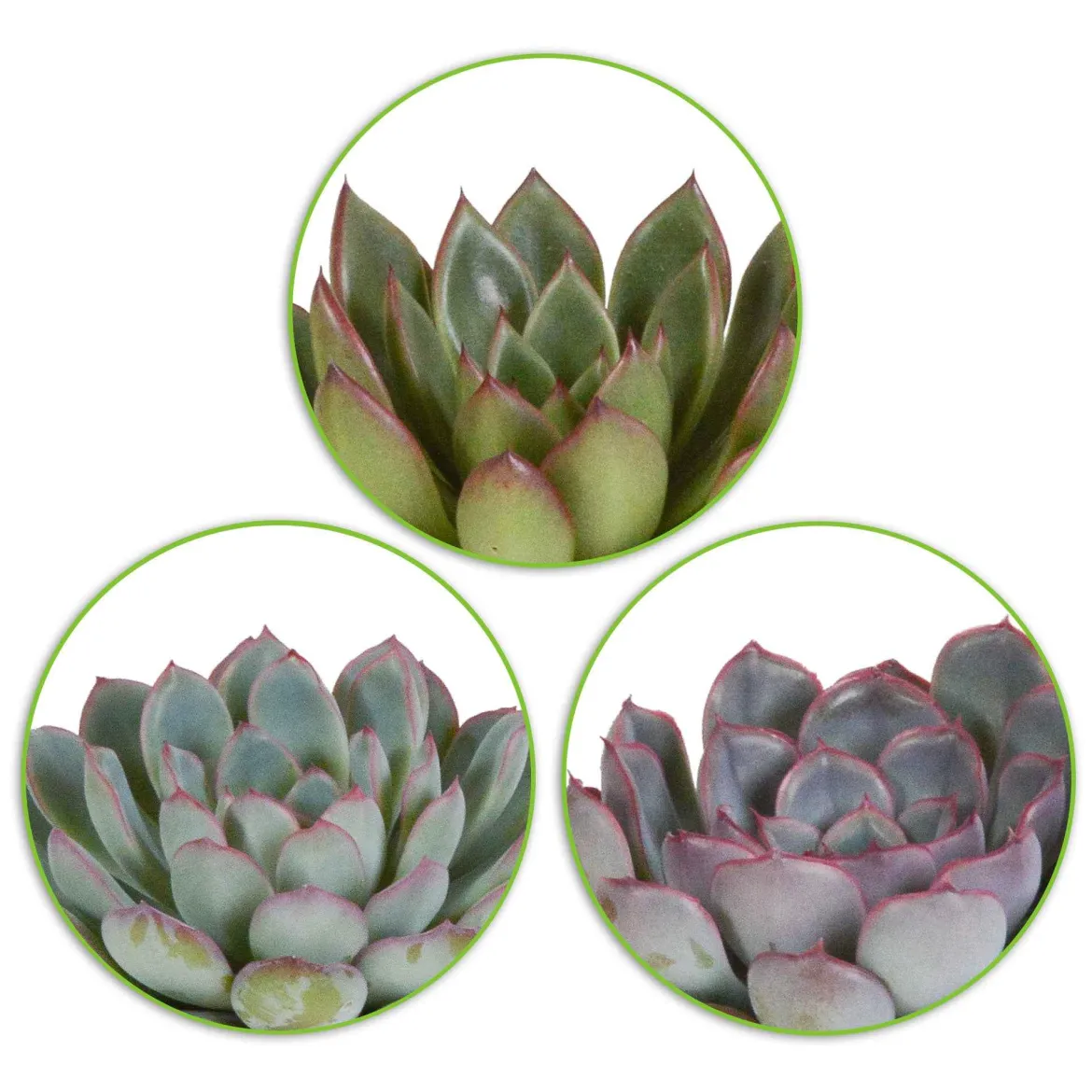 Mélange de 3 écheverias - Trois rosettes, zéro effort