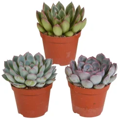 Mélange de 3 écheverias - Trois rosettes, zéro effort
