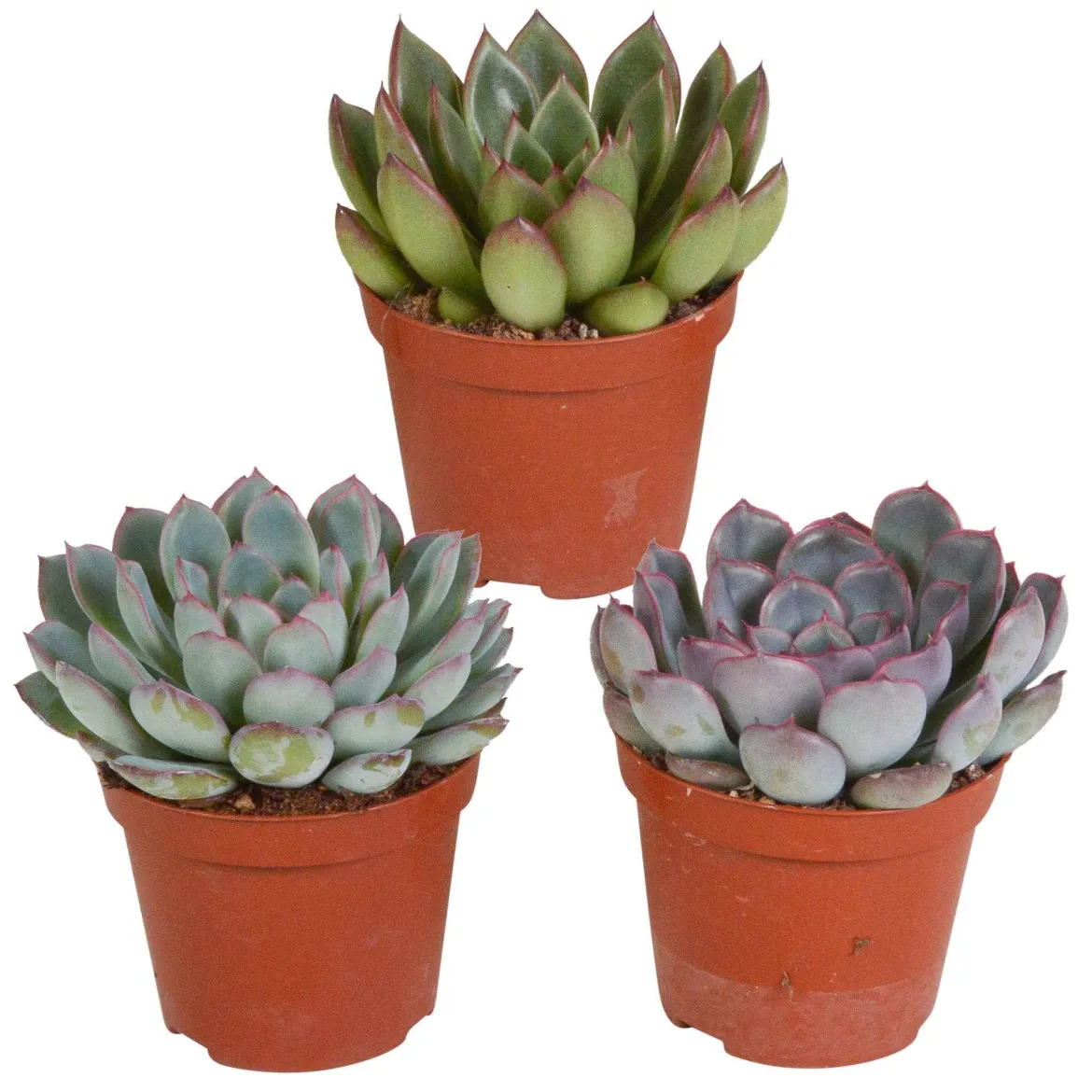 Mélange de 3 écheverias - Trois rosettes, zéro effort