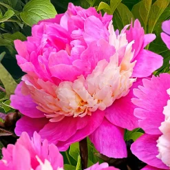 Mélange de 3 pivoines : Immaculée, Sorbet, Red Charm - 3 pivoines, 3 couleurs