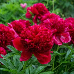 Mélange de 3 pivoines : Immaculée, Sorbet, Red Charm - 3 pivoines, 3 couleurs