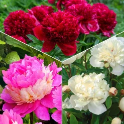 Mélange de 3 pivoines : Immaculée, Sorbet, Red Charm - 3 pivoines, 3 couleurs